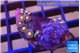 Zoanthus purple fire 2-3 cm WYSIWYG acclimaté