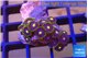 Zoanthus purple green 2 cm WYSIWYG acclimaté