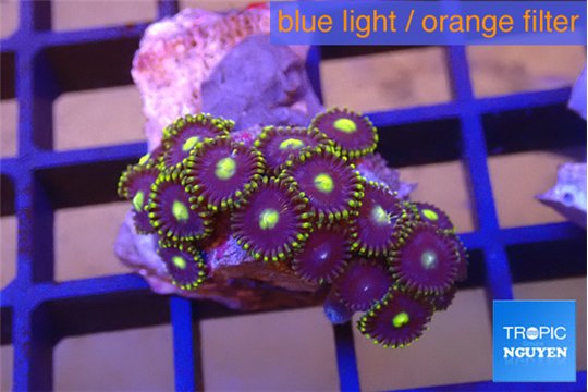 Zoanthus purple green 2 cm WYSIWYG acclimaté
