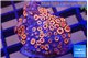 Zoanthus red loop 3-4 cm WYSIWYG acclimaté
