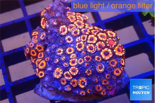 Zoanthus red loop 3-4 cm WYSIWYG acclimaté