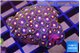 Zoanthus purple green 3-4 cm WYSIWYG acclimaté