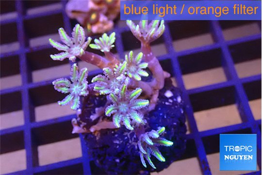 Clavularia lemon tipped 3-5 cm WYSIWYG acclimaté