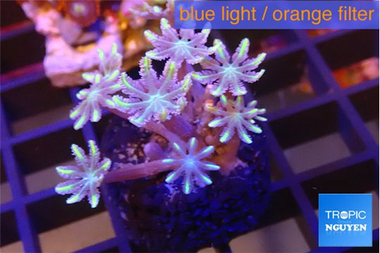 Clavularia lemon tipped 3-5 cm WYSIWYG acclimaté