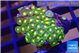 Zoanthus sunset kiwi 2-3 cm WYSIWYG acclimaté