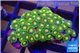 Zoanthus sunset kiwi 3-4 cm WYSIWYG acclimaté