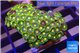 Zoanthus sunset kiwi 3-4 cm WYSIWYG acclimaté