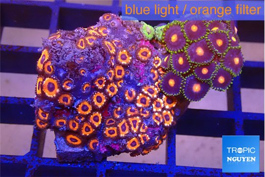 Zoanthus mixed color premium 3-4 cm WYSIWYG acclimaté