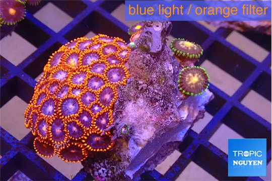Zoanthus red blue 3-4 cm WYSIWYG acclimaté