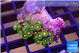 Zoanthus mixed color 2-3 cm WYSIWYG acclimaté