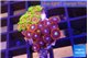 Zoanthus mixed color 2-3 cm WYSIWYG acclimaté