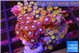 Zoanthus mixed color premium 3-5 cm WYSIWYG acclimaté