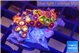 Zoanthus mixed color premium 2-3 cm WYSIWYG acclimaté