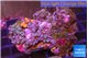 Zoanthus blue ice 3-5 cm WYSIWYG acclimaté