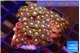 Zoanthus mixed color premium 3-5 cm WYSIWYG acclimaté