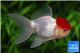 Tête de lion red cap premium 10-12 cm WYSIWYG acclimaté