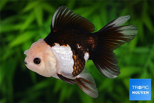 Tête de lion tricolor premium 8-10 cm WYSIWYG acclimaté