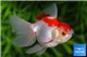 Tête de lion rouge et blanc premium 10-12 cm WYSIWYG acclimaté