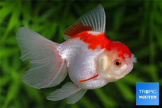 Tête de lion rouge et blanc premium 10-12 cm WYSIWYG acclimaté