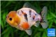 Tête de lion white calico short tail 10-12 cm WYSIWYG acclimaté