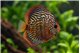 Discus turquoise blue little damaged 12 cm WYSIWYG acclimaté