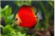 Discus red melon little damaged 12 cm WYSIWYG acclimaté