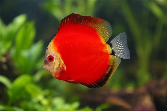 Discus red melon little damaged 12 cm WYSIWYG acclimaté