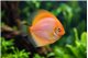 Discus white gold little damaged 10 cm WYSIWYG acclimaté