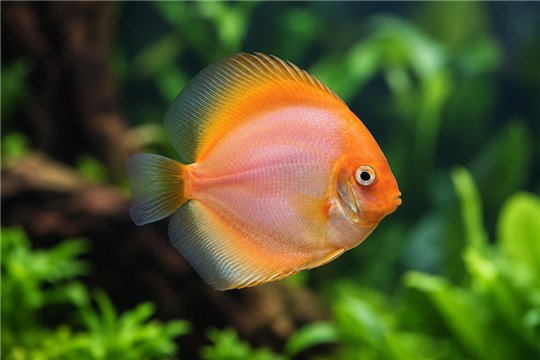 Discus white gold little damaged 10 cm WYSIWYG acclimaté