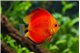 Discus red melon little damaged 12 cm WYSIWYG acclimaté