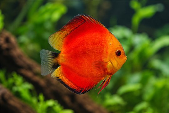 Discus red melon little damaged 12 cm WYSIWYG acclimaté