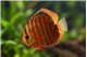 Discus San Merha little damaged 12 cm WYSIWYG acclimaté