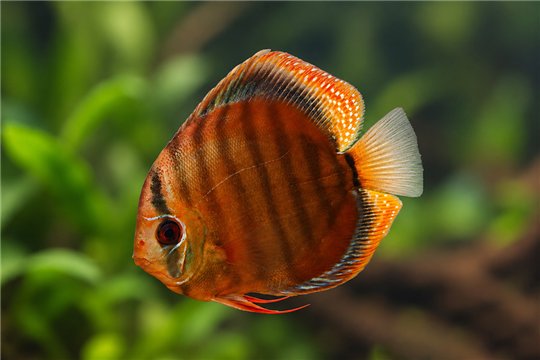 Discus San Merha little damaged 12 cm WYSIWYG acclimaté