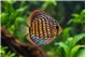 Discus turquoise blue little damaged 9 cm WYSIWYG acclimaté