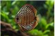 Discus turquoise blue 12 cm WYSIWYG acclimaté