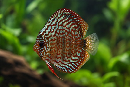 Discus turquoise blue 12 cm WYSIWYG acclimaté