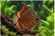 Discus turquoise red damaged 12 cm WYSIWYG acclimaté