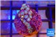 Zoanthus galaxy 2-3 cm WYSIWYG acclimaté
