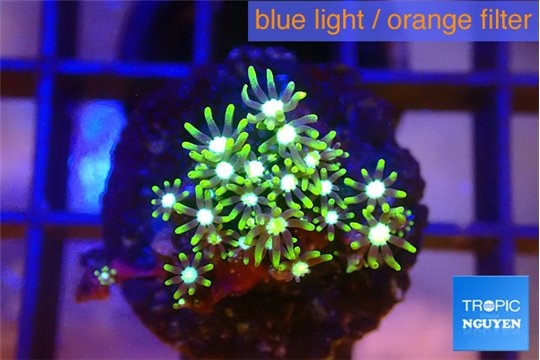 Pachyclavularia neon green 2-3 cm WYSIWYG acclimaté