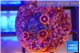 Zoanthus red 3 polyps WYSIWYG acclimaté