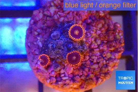 Zoanthus red 3 polyps WYSIWYG acclimaté