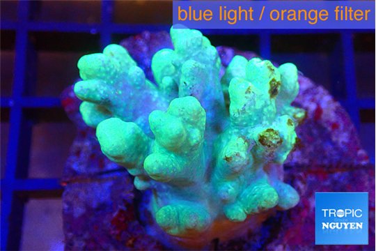 Sinularia green golden 4-7 cm WYSIWYG acclimaté