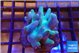 Lobophytum 5-8 cm WYSIWYG acclimaté