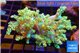 Capnella green 7-12 cm WYSIWYG acclimaté