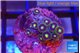 Zoanthus purple green 2-3 cm WYSIWYG acclimaté