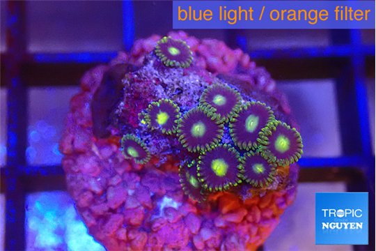 Zoanthus purple green 2-3 cm WYSIWYG acclimaté