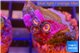 Zoanthus red loop 3 polyps WYSIWYG acclimaté