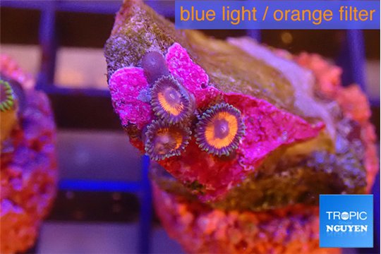 Zoanthus red loop 3 polyps WYSIWYG acclimaté