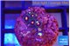 Zoanthus red spot 2 cm WYSIWYG acclimaté