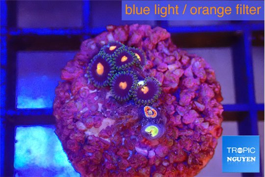 Zoanthus red spot 2 cm WYSIWYG acclimaté